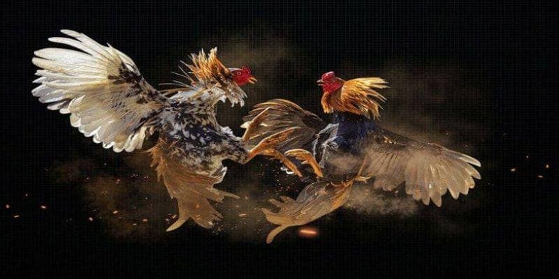 Chicken Feet Reading Methods Unveiling Accurate Destiny